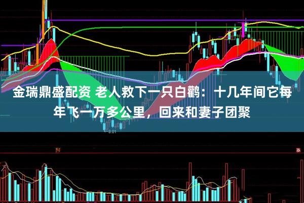 金瑞鼎盛配资 老人救下一只白鹳：十几年间它每年飞一万多公里，回来和妻子团聚